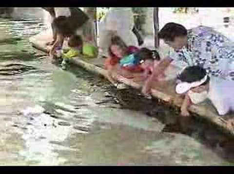 Mexico: Swim with dolphins sharks ...