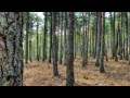 AAA