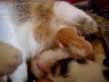 Kittens fight for milk Kittens fight for milk