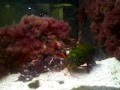 videos de Mantis Shrimp Owns Feeder Fish