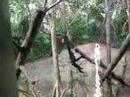 Monkey business