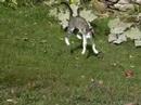 Drunk Kitty's Day Outside