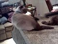 Vacuuming a Siamese