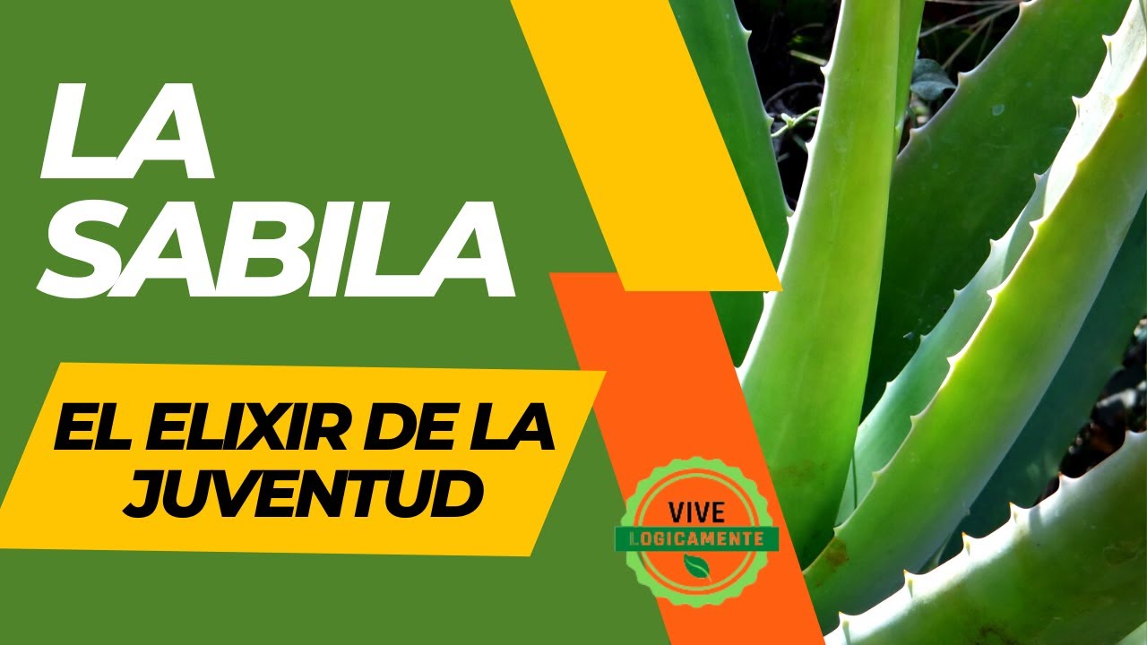 !La SABILA  el elixir de la eterna JUVENTUD #vivelogicamente