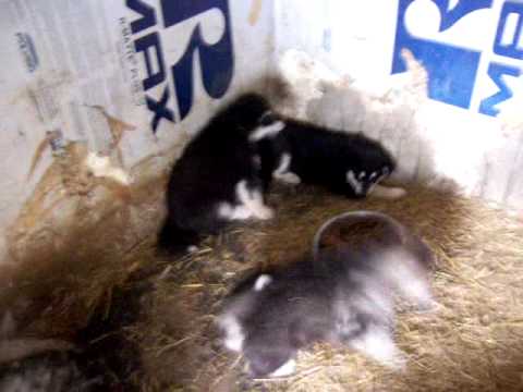 TAG 3 female and litter mates frolicking