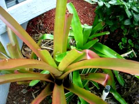 how to care for aechmea