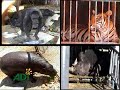 crianza de animales salvajes en circos sudamericanos