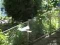 videos de Remodeling DRAGONFLY