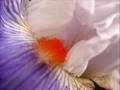 Giverny - The Magic of Monet's Garden