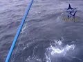 St-Martin Billfish Tournament compilation Part 4.