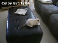 3-month-old-ragdoll-kitten-loses-his-mind-on-leather-ottoman.html