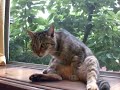 猫じゃらし♪ filmo CMコンテスト Lala