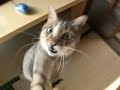 猫じゃらし♪ filmo CMコンテスト Lala