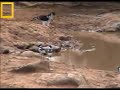 African Hawk Eagle at Pete\ African Hawk Eagle at Pete\