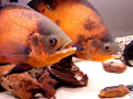 Oscars Breeding
