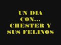 un dia con chester y sus felinos 2
