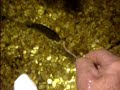 hand feeding the brim