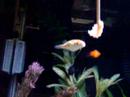 Green Spotted Pufferfish VS. Shrimp on a stick