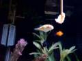 Green Spotted Pufferfish VS. Shrimp on a stick
