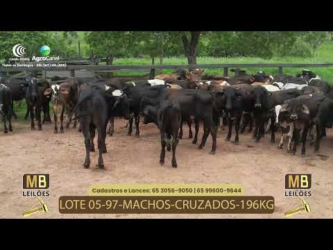 525� LEIL�O VIRTUAL MB LEIL�ES