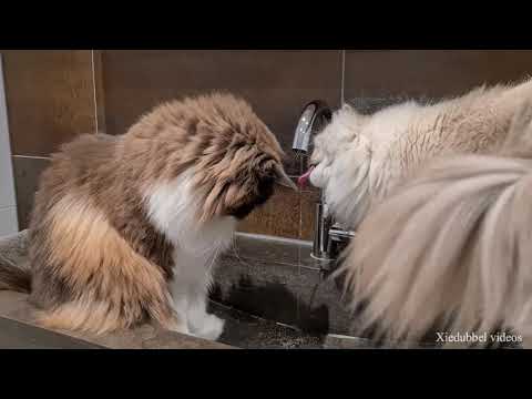 Ragdoll Cats Drinking Water From The Tap For The First Time