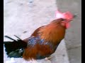 Huge  black   cock .
