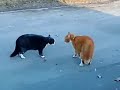 catfight