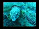 Red Sea Ghazala I Red Sea Ghazala I
