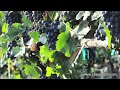 Pan of Grapes on Vine at Vineyard.mov