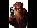 funk do macaco