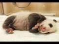 The Panda band birth 