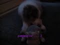dimple en koetje dimple en koetje