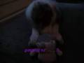 videos de dimple en koetje