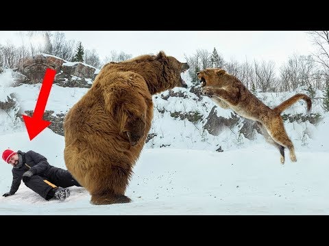 5 जानवर जिन्होंने इंसान के लिए जोखिम में डाल दी जान। Top 5 People Saved by Animals.