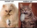 Chats