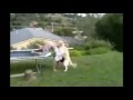 Trampoline Double Fail - Guy falls off then gets humped by his dog