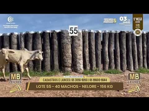 9� MEGA LEIL�O DA MB LEIL�ES