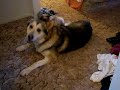 kitten attacks wolf