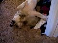 kitten attacks wolf