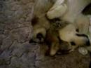 title="Kitten