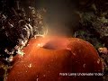 Spawning of Barrel Sponges