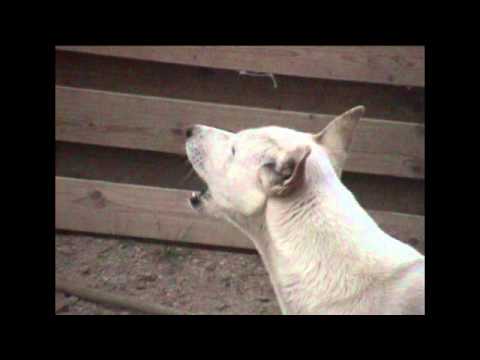 Wild born Canaan dog Digger sings to prayer call in Saudi