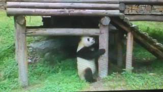 Wolong National Nature Reserve