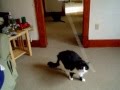 PICCO Z CAT PATROL