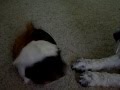 videos de Dog Vs. Guinea Pig