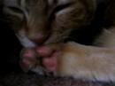 Cat Sucking On His Toes Cat Sucking On His Toes