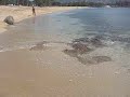 Kaleohano  IZ  Israel Kamakawiwo\