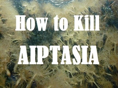 how to eliminate aiptasia