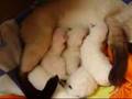 Gatos siameses cachorros