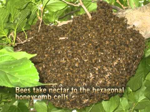 Bee keeping (English)